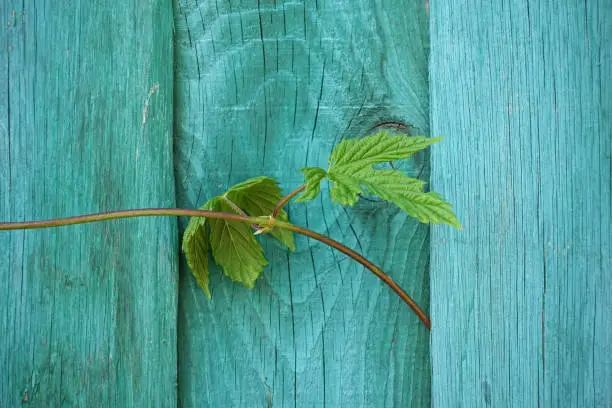 Green leaves of wild grapes on a green wooden fence background