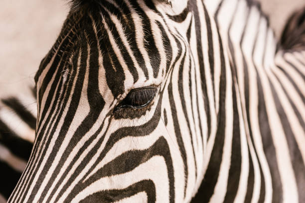 istock close up shot of zebra muzzle on blurred background at zoo 976604168