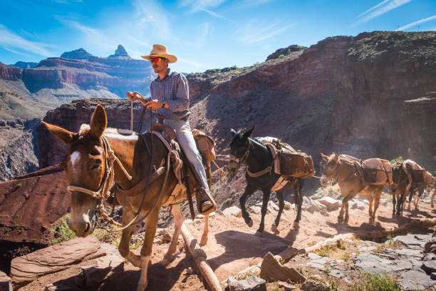 caballos líderes del vaquero de la tren mula grand canyon arizona kaibab trail - mule grand canyon national park cowboy arizona fotografías e imágenes de stock