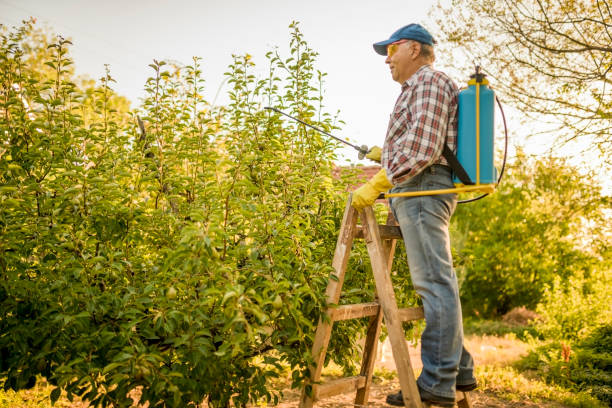 istock Senior man on a ladder - spraying a tree 976604378