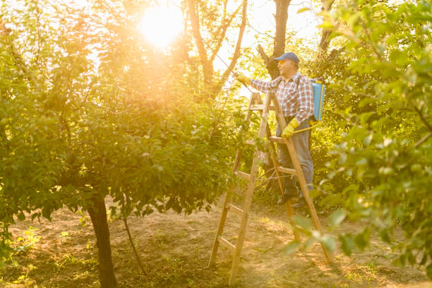 istock Senior man on a wooden ladder - spraying a tree 976604440