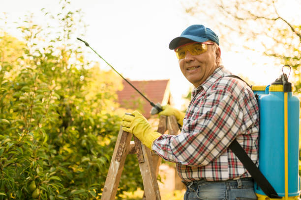 istock Cheerful man on a wooden ladder - spraying a tree 976604460