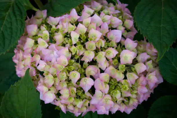 Top view of green leaves and blooming pink hydrangea flowers