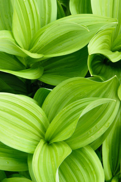 istock Close up view of fresh green curvy plant 976604528
