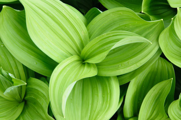 istock Close up view of fresh green curvy plant 976604530