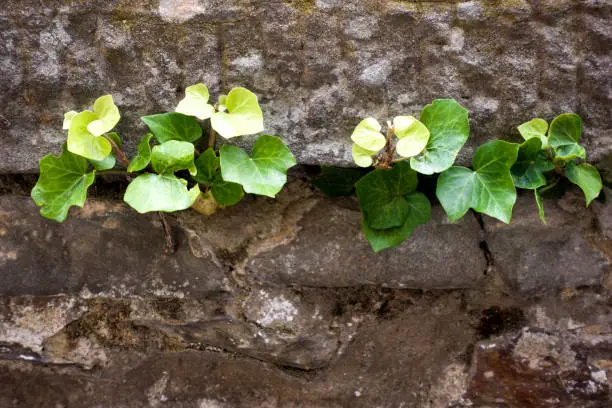 Green ivy leaves grow through the stones of the old wall