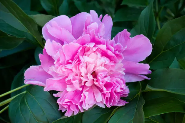 Closeup blooming pink peony (Paeonia officinalis) flower on the background of green leaves