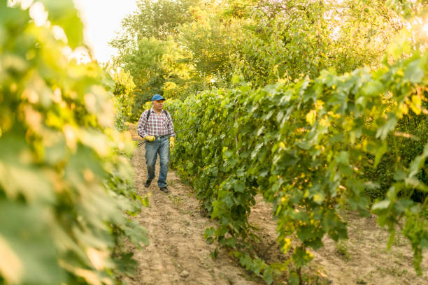 istock Farmer walking at his vineyard 976605180