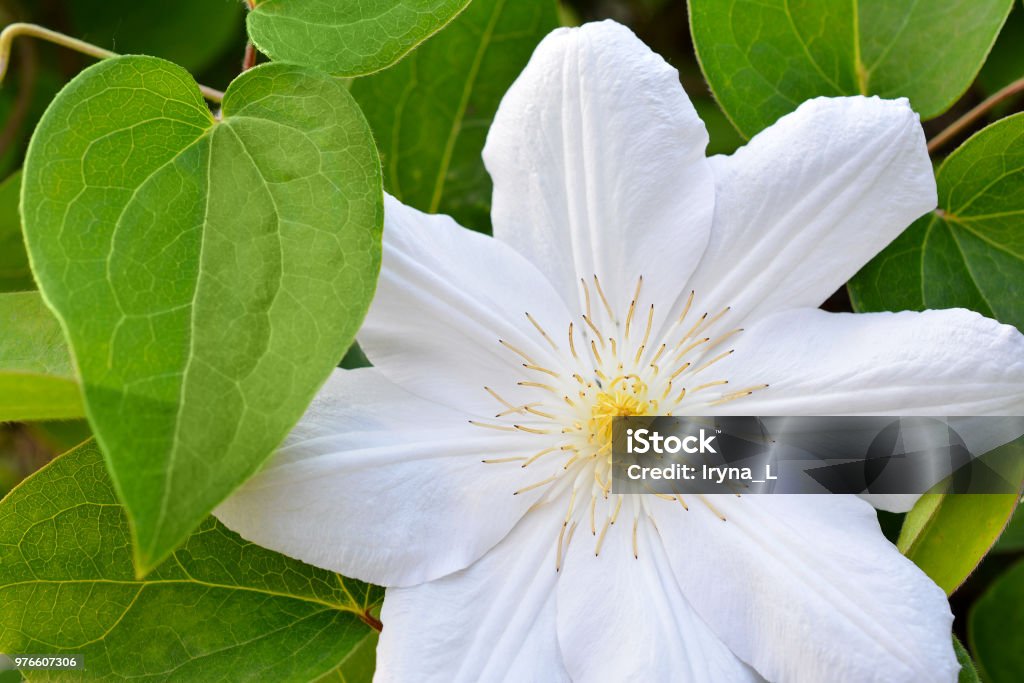 Flower of white clematis in the spring garden. Bush of white clematis. Beauty Stock Photo