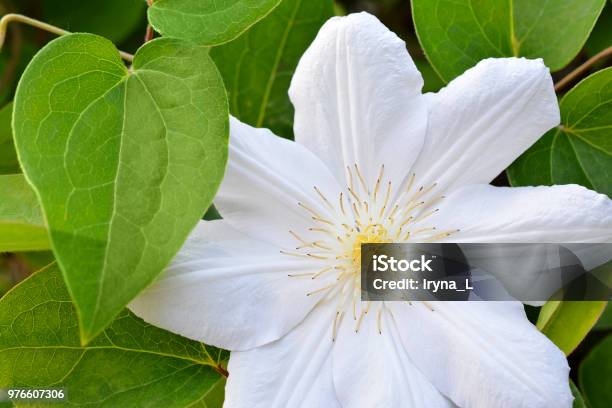 Flower Of White Clematis In The Spring Garden Bush Of White Clematis Stock Photo - Download Image Now
