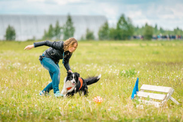 istock Border Collie Dog Starts Race 976607744