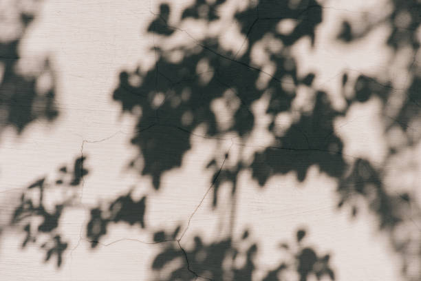 istock full frame image of wall with shadow of leaves background 976607864