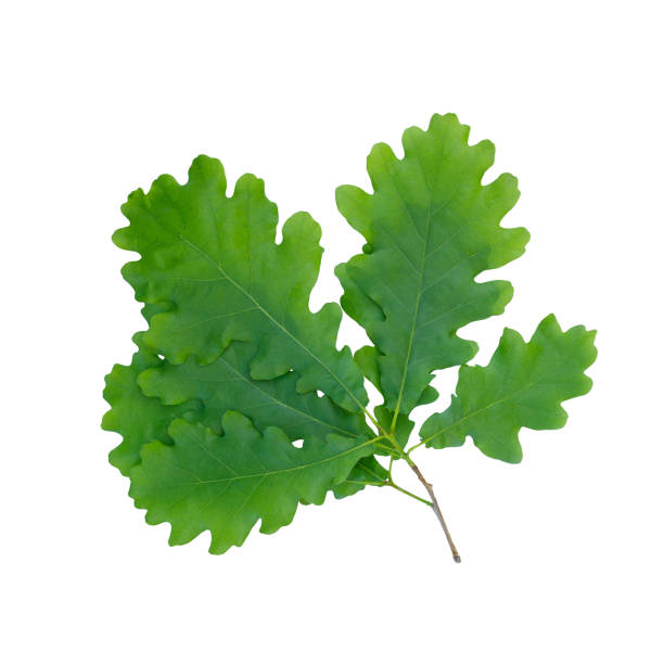 green oak leaf isolated on white background - oak leaf leaf oak tree spring imagens e fotografias de stock