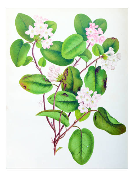 식물학 식물 골동품 조각 그림: epigaea repens, 플라워, 후행 arbutus - hawthorn flower old fashioned botany stock illustrations