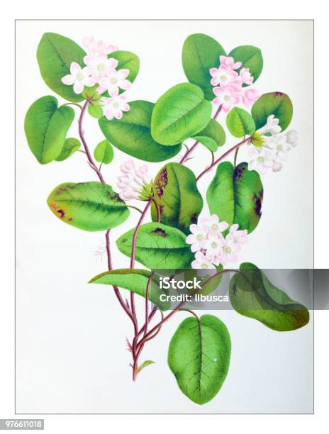 Botany Plants Antique Engraving Illustration Epigaea Repens Mayflower Trailing Arbutus Stock Illustration - Download Image Now - iStock Botany Plants Antique Engraving Illustration Epigaea Repens Mayflower Trailing Arbutus Stock Illustration - Download Image Now - iStock