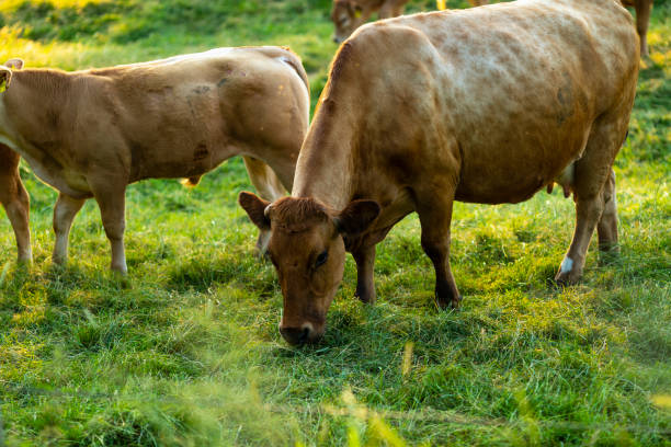 istock Cows at sunset on a northern German pasture 976612678
