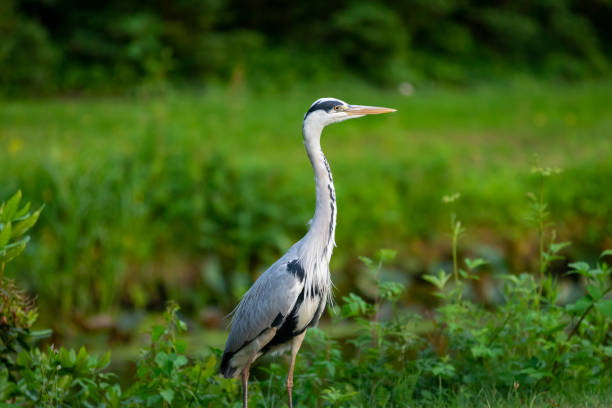 istock great blue heron in a park 976615116