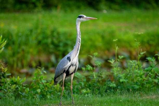 istock great blue heron in a park 976615124