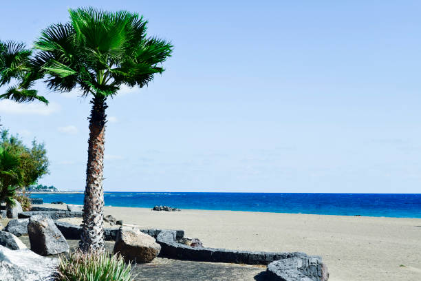 a view of the Playa de Matagorda beach in Puerto del Carmen, Lanzarote, in the Canary Islands, Spain, with some palm trees in the foreground
