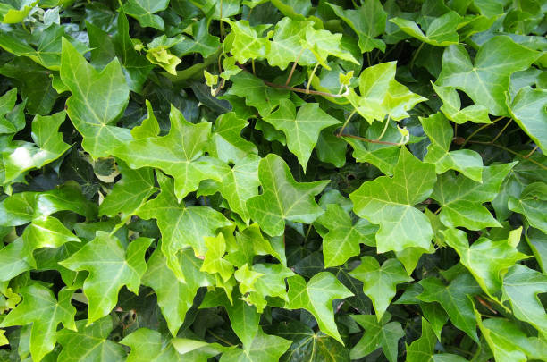 istock dense growth of ivy covering a wall in bright sunlight 976615498