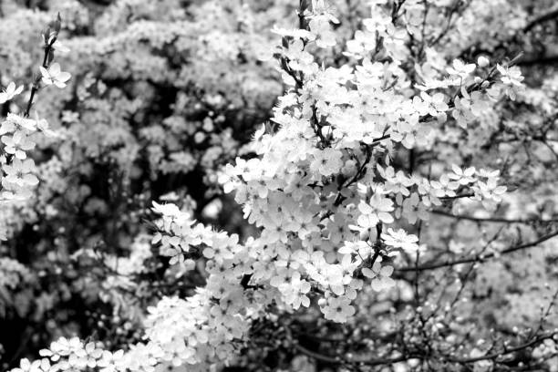 istock Cherry tree in blossom with bokeh in black and white. 976616534