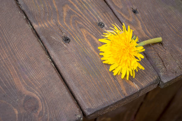 istock Yellow dandelions on a wooden table 976619268