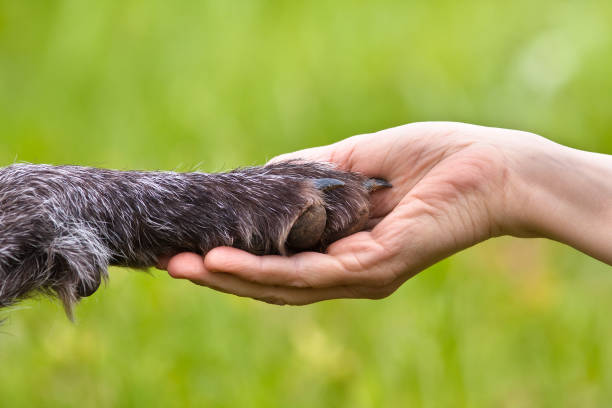 istock hand holding a paw of dog 976620244