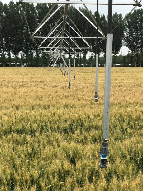 istock The Irrigated Wheat Field 5 976628528