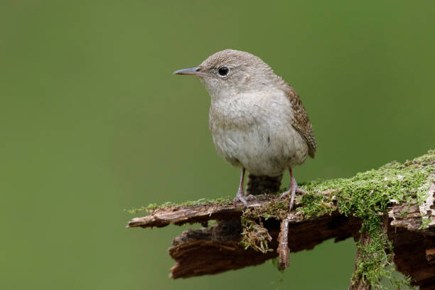 istock House Wren perched on a moss-covered stump 976628722