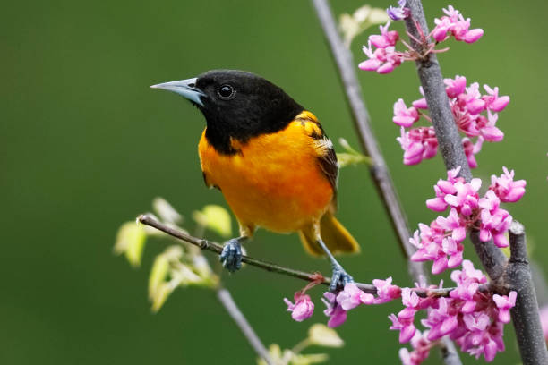 istock Male Baltimore Oriole perched in a flowering Eastern Redbud 976628828