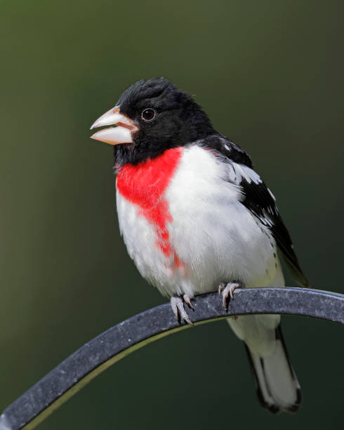 Male Rose-breasted Grosbeak (Pheucticus ludovicianus) perched on a metal feeder hook - Grand Bend, Ontario, Canada
