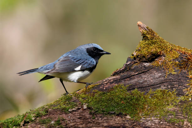 Male Black-throated Blue Warbler perched on a moss-covered stump Male Black-throated Blue Warbler (Setophaga caerulescens) perched on a moss-covered stump - Grand Bend, Ontario, Canada wood warbler phylloscopus sibilatrix stock pictures, royalty-free photos & images