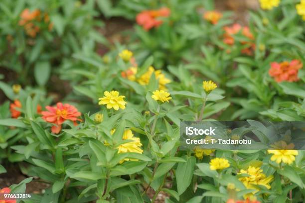 Amarillo Marigold Foto de stock y más banco de imágenes de Aire libre - Aire libre, Amarillo - Color, Caléndula cultivada