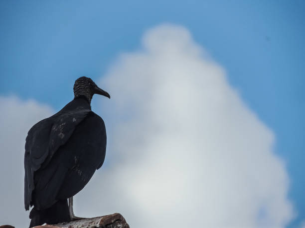 istock Black Vulture on a Housetop 976632830