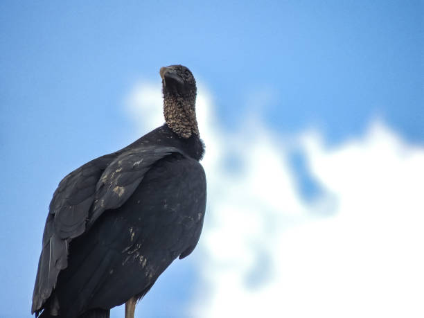 istock Black Vulture on a Housetop 976632862