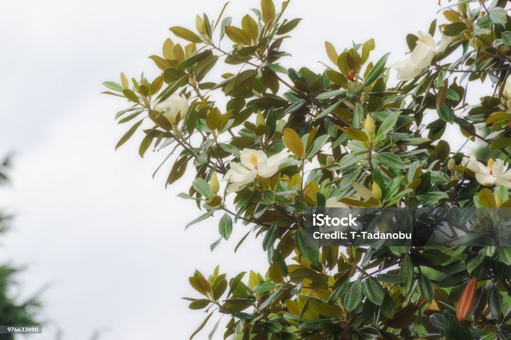 Flor de Magnolia - Foto de stock de Aire libre libre de derechos
