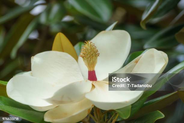 Flor De Magnolia Foto de stock y más banco de imágenes de Aire libre - Aire libre, Blanco - Color, Flor