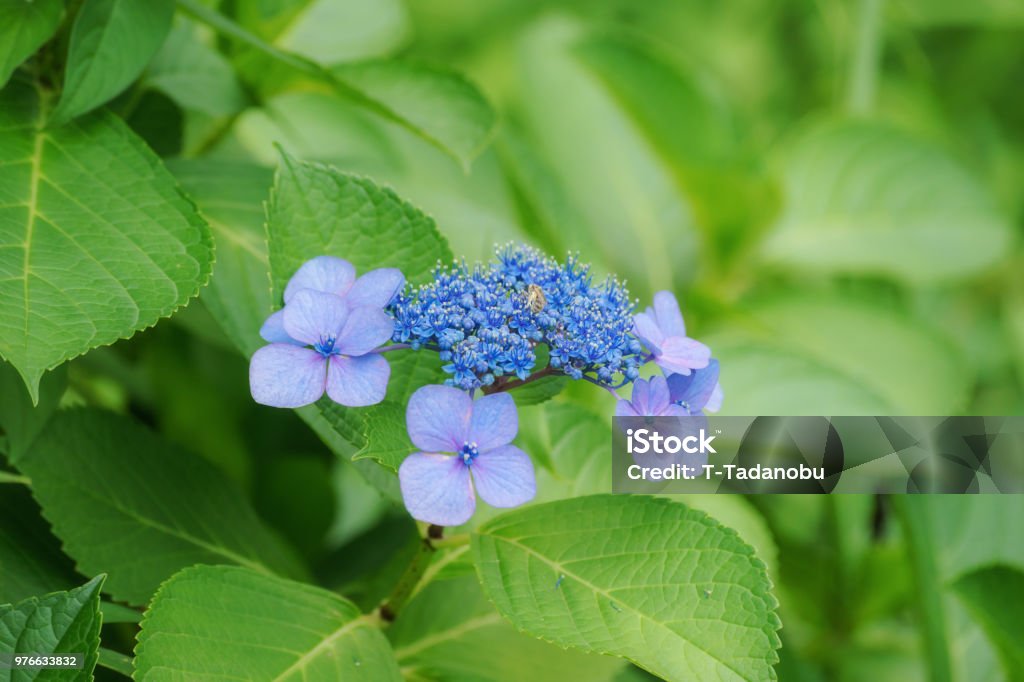 Hortensia azul - Foto de stock de Aire libre libre de derechos