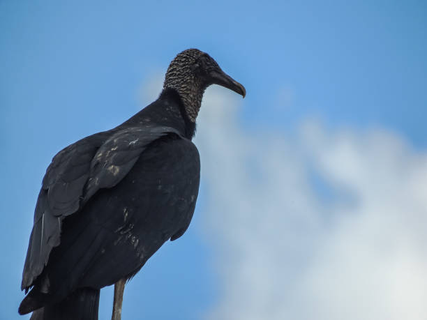 istock Black Vulture on a Housetop 976633892