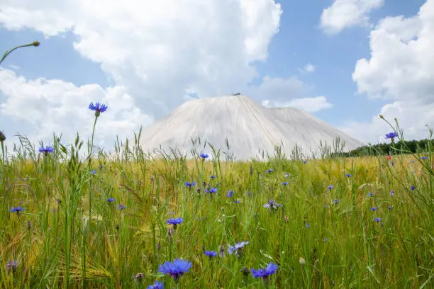 Photo of Monte Kali or Kalimandscharo and corn field flowers  Germany