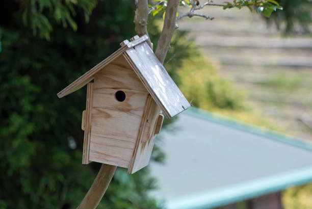 istock nest box in garden 976638578