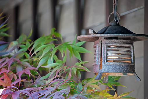 Rustic hanging lantern and Japanese maples