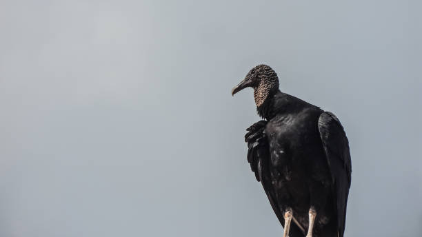 istock Black Vulture on a Housetop 976638798