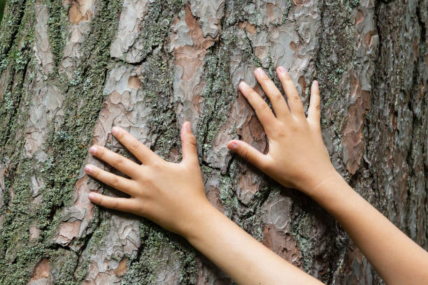 istock two hands on the background of an old tree, the connection between man and nature 976645012