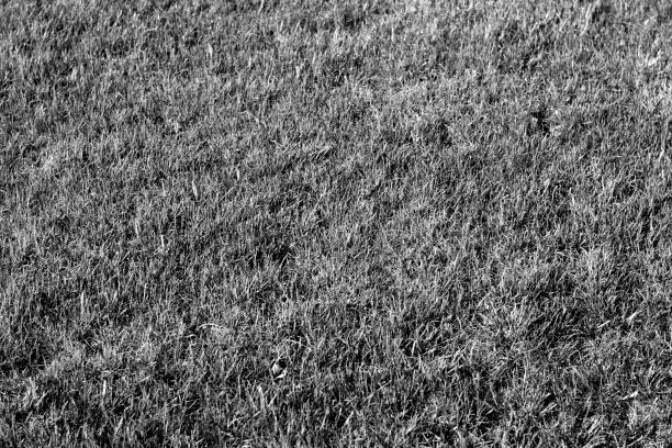 istock Natural grass texture in black and white. 976645296