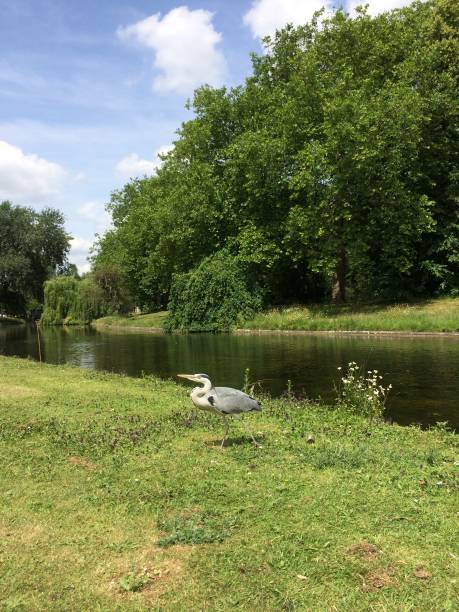 istock Regent's canal and park London 976645584