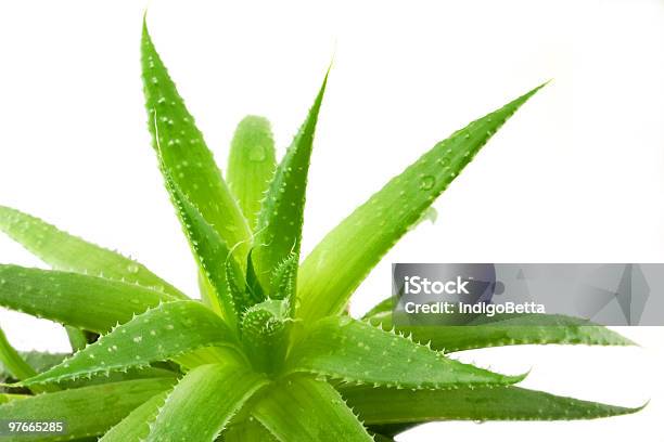 Aloe Stock Photo - Download Image Now - Aloe, Alternative Medicine, Close-up