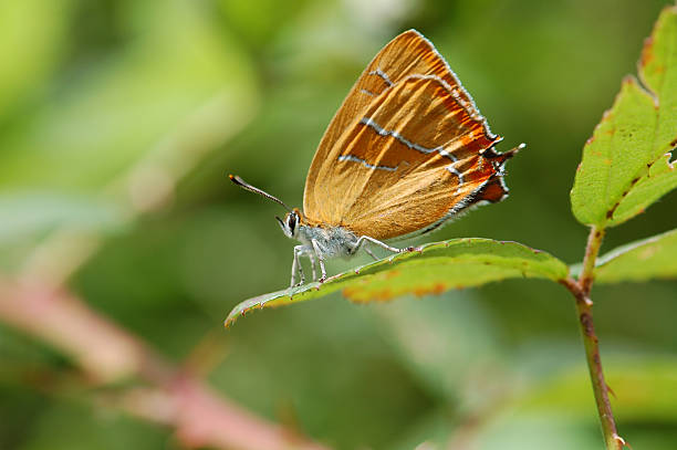 mariposa marrón (thecla betulae - geschützt fotografías e imágenes de stock