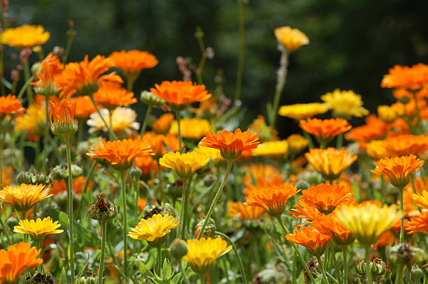 istock multi colored field of Pot Marigold background 97665462