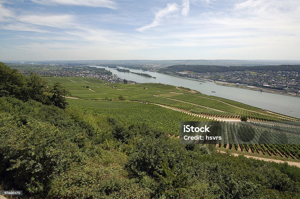 Winnica w niemieckim Dolina Renu - Zbiór zdjęć royalty-free (Bez ludzi)